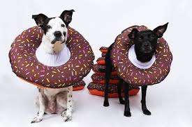 COLLAR DONAS ISABELINOS PARA PERRO