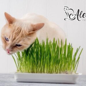 HIERVA PARA GATOS